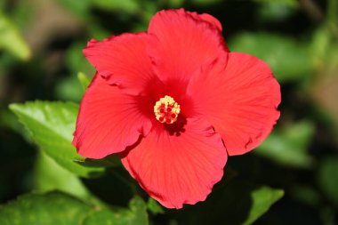 Kırmızı amber çiçeğini kapatın ya da daha az bilinen adıyla gül tohumu. Diğer isimler arasında Hardy hibiscus, rose of sharon ve tropikal hibiscus sayılabilir.
