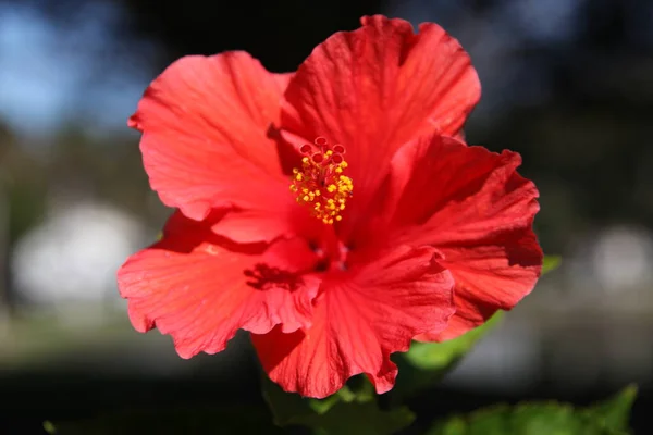 Zbliżenie Czerwony Kwiat Hibiskusa Lub Mniej Powszechnie Znany Jako Róża — Zdjęcie stockowe