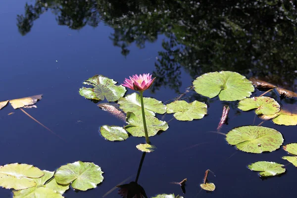 Nymphaeaceae Plantas Floridas Comumente Chamado Lírios Água Florescendo Uma Lagoa — Fotografia de Stock