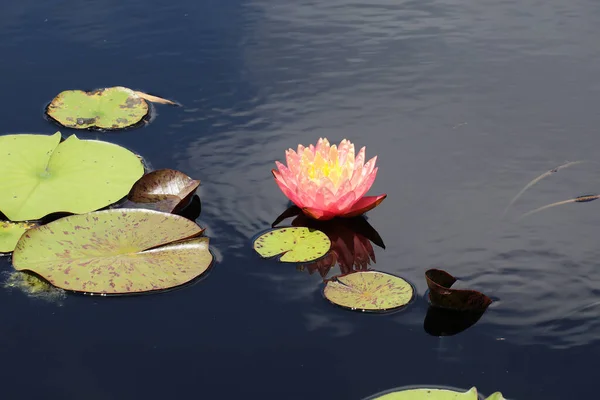 一般的に池に咲く睡蓮と呼ばれるニンパ科の開花植物 — ストック写真