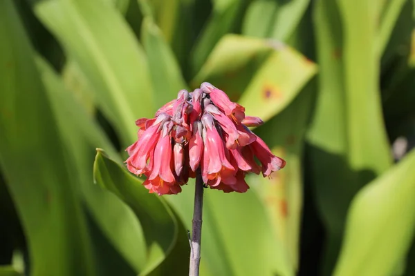 Nahaufnahme Von Kalanchoe Tropischen Sukkulenten — Stockfoto