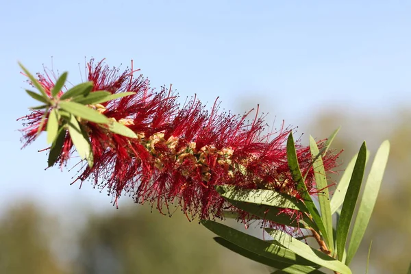 Vista Próxima Das Flores Callistemon Também Conhecido Como Bottlebrushes — Fotografia de Stock