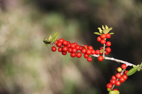 Small Red Fruits Ilex Vomitoria Commonly Known Yaupon Yaupon Holly — Stock Photo, Image