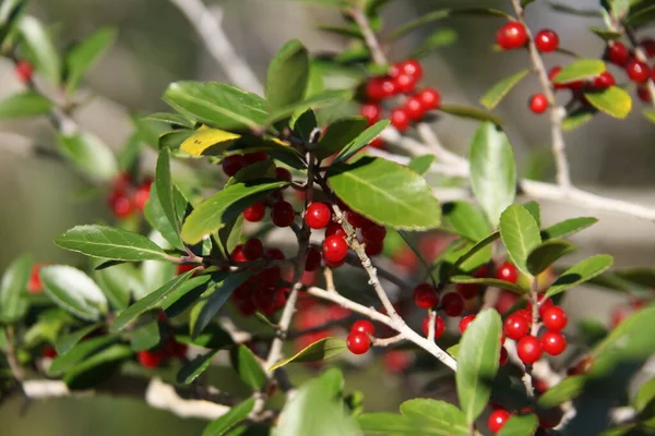 Small Red Fruits Ilex Vomitoria Commonly Known Yaupon Yaupon Holly — Stock Photo, Image