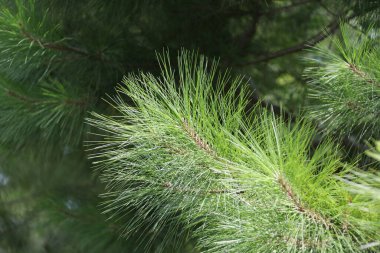Amerika Birleşik Devletleri 'nin güneydoğusunda yetişen uzun yapraklı çam ağacı türlerinin tacı.