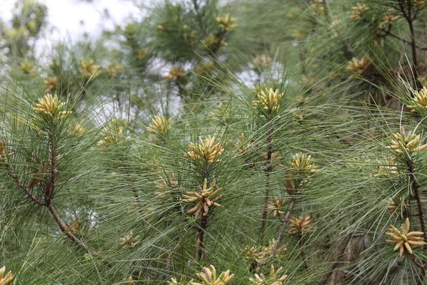 アメリカ合衆国南東部原産の松の木種の冠 — ストック写真