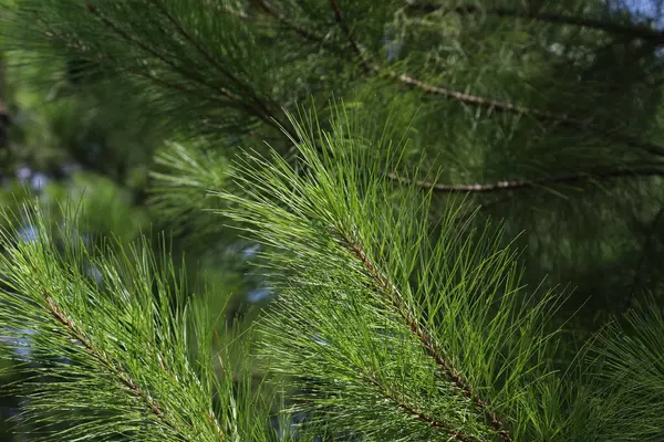Amerika Birleşik Devletleri Nin Güneydoğusunda Yetişen Uzun Yapraklı Çam Ağacı — Stok fotoğraf