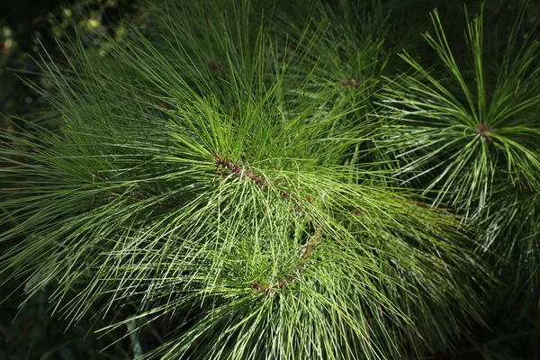 Les Couronnes Des Espèces Pins Longues Feuilles Originaires Sud Est — Photo