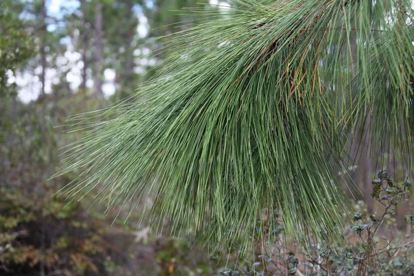 Les Couronnes Des Espèces Pins Longues Feuilles Originaires Sud Est — Photo