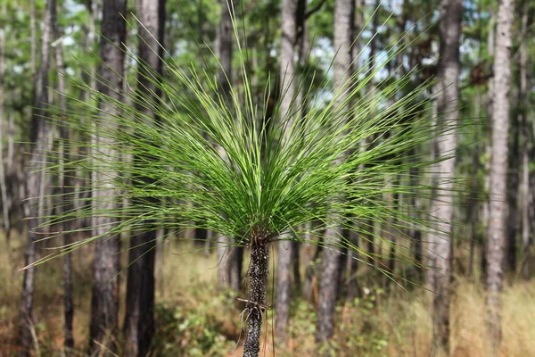 Les Couronnes Des Espèces Pins Longues Feuilles Originaires Sud Est — Photo