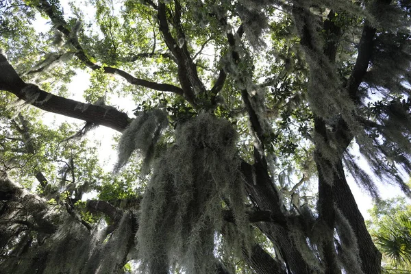 被西班牙苔藓覆盖的热带大树冠 — 图库照片