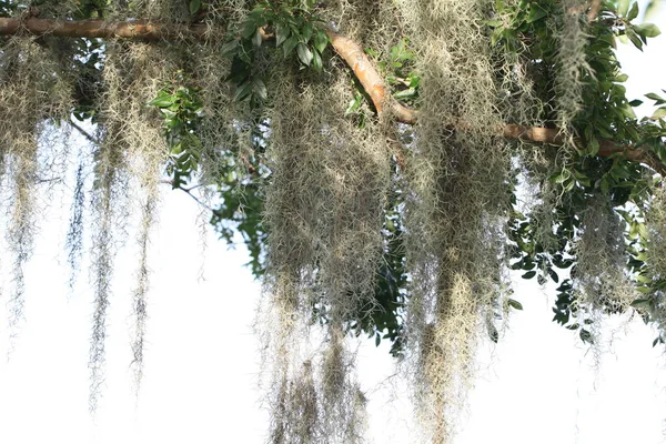 Couronne Des Grands Arbres Tropicaux Recouverts Mousse Espagne — Photo