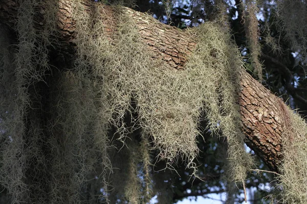 Couronne Des Grands Arbres Tropicaux Recouverts Mousse Espagne — Photo