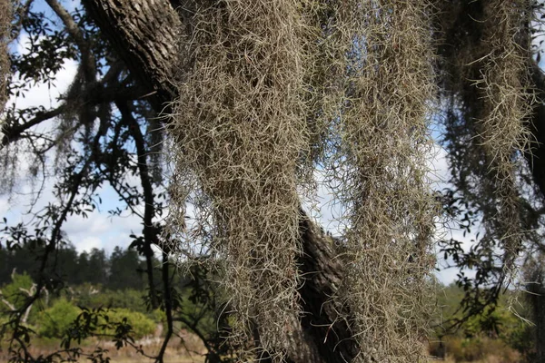 Couronne Des Grands Arbres Tropicaux Recouverts Mousse Espagne — Photo