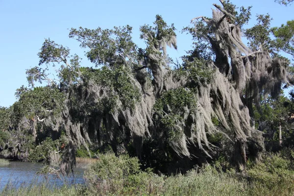 Spanyol Yosunlarıyla Kaplı Büyük Tropik Ağaçların Tacı — Stok fotoğraf