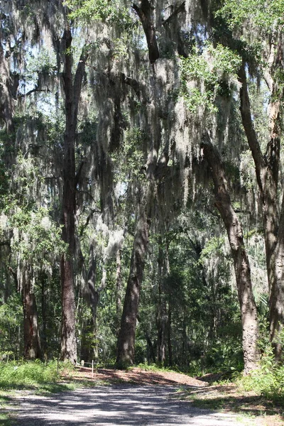 Korona Dużych Drzew Tropikalnych Pokryta Hiszpańskim Mchem — Zdjęcie stockowe