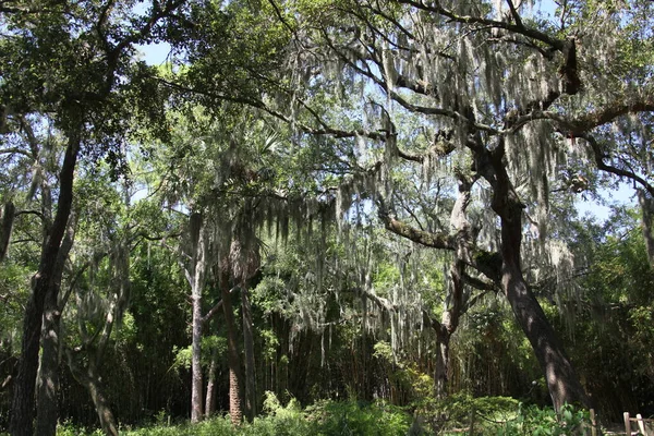 Corona Dei Grandi Alberi Tropicali Ricoperti Muschio Spagnolo — Foto Stock