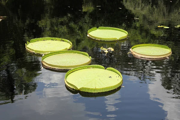 Victoria Amazonica Leaves Largest Water Lily Family Float Water Surface — Stock Photo, Image