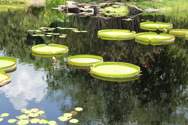 Victoria Amazonica Leaves Largest Water Lily Family Float Water Surface — Stock Photo, Image