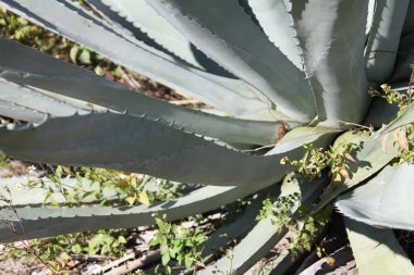 Yüzyıl bitkilerinin ortak adı olan Agave bitkisinin yakın görüntüsü