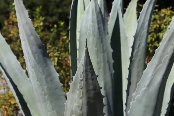 close view of agave plant known by the common name century plant