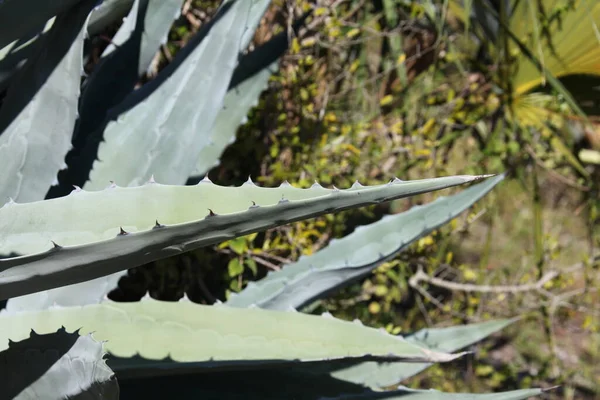 close view of agave plant known by the common name century plant