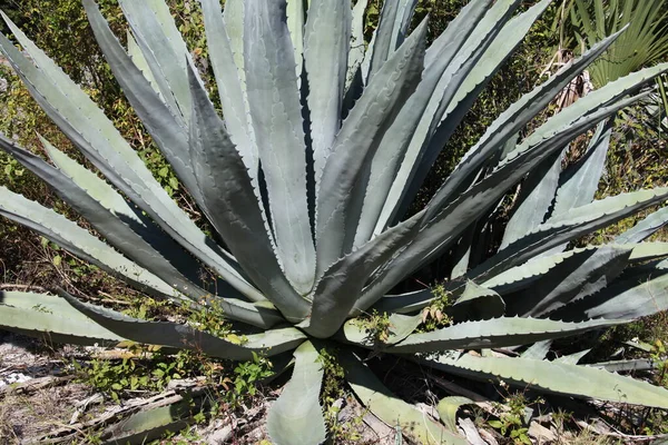 Yüzyıl bitkilerinin ortak adı olan Agave bitkisinin yakın görüntüsü