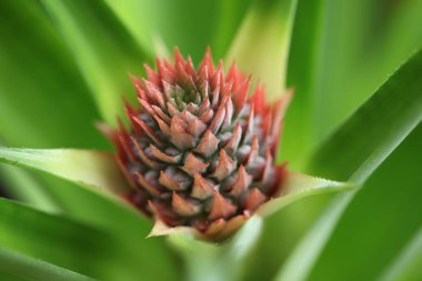 Çiçekte genç bir ananas