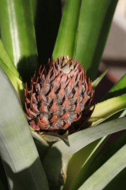 Çiçekte genç bir ananas