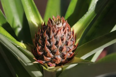 Çiçekte genç bir ananas