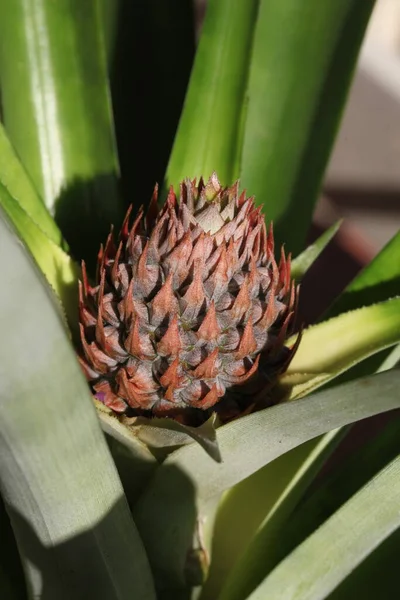 A young pineapple in flower