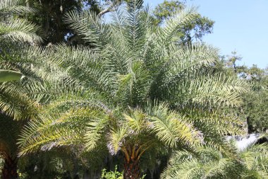 Mavi gökyüzünde palmiye ağaçlarının tacı