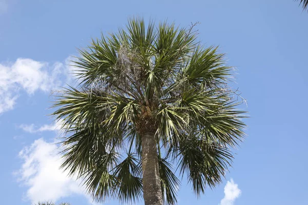 Corona Delle Palme Cielo Blu — Foto Stock