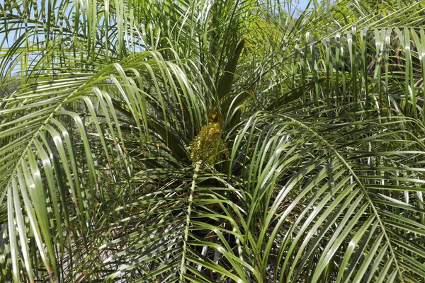 Corona Delle Palme Cielo Blu — Foto Stock