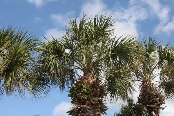 Korona Palm Błękitnym Niebie — Zdjęcie stockowe