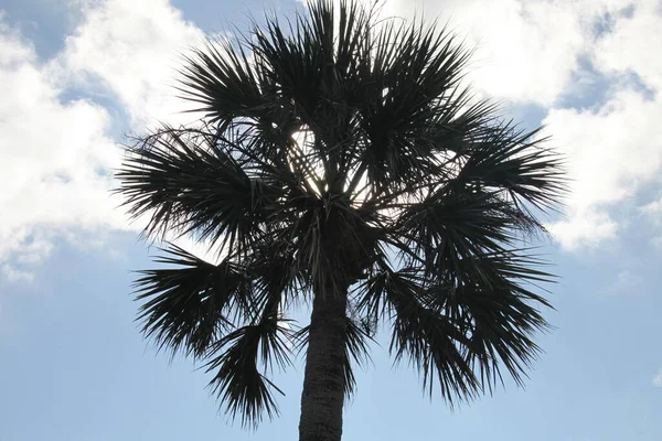 Корона Пальмових Дерев Блакитному Небі — стокове фото