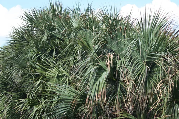 Korona Palm Błękitnym Niebie — Zdjęcie stockowe