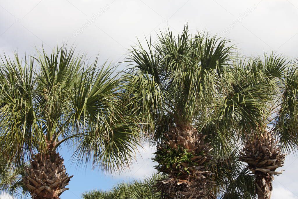 crown of the palm trees on a blue sky