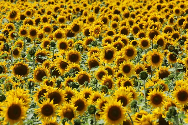 Sunflower — Stock Photo, Image