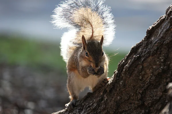 Grijze eekhoornwinter grijze eekhoorn — Stockfoto