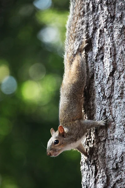 Gray squirrel — Stock Photo, Image