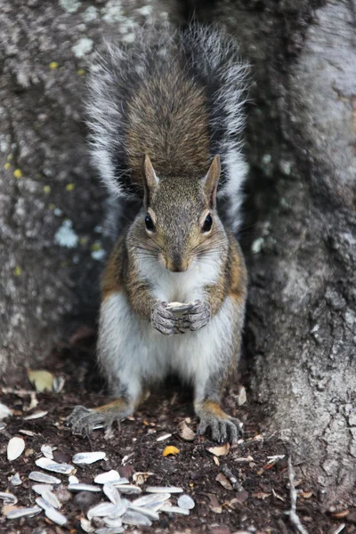 Gray squirrel — Stock Photo, Image