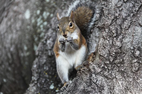 Grijze eekhoornwinter grijze eekhoorn — Stockfoto