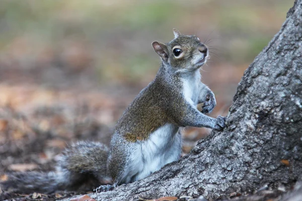 Gray squirrel — Stock Photo, Image