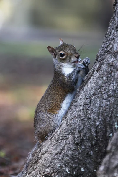 Grijze eekhoornwinter grijze eekhoorn — Stockfoto