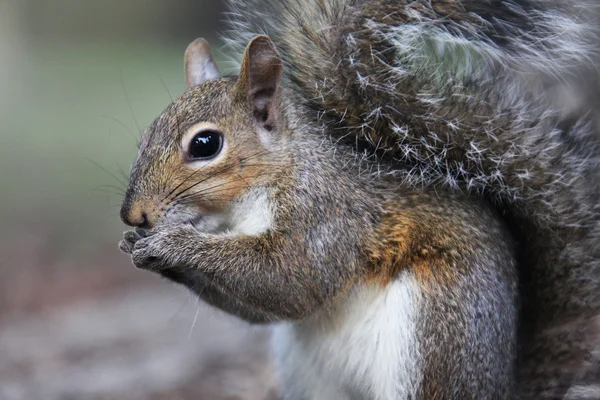 Gray squirrel — Stock Photo, Image