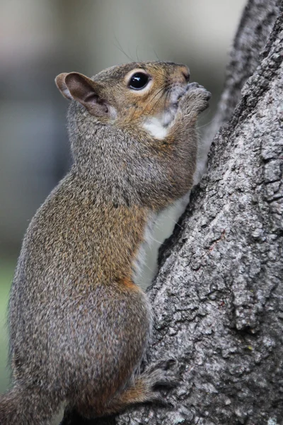 Gray squirrel — Stock Photo, Image