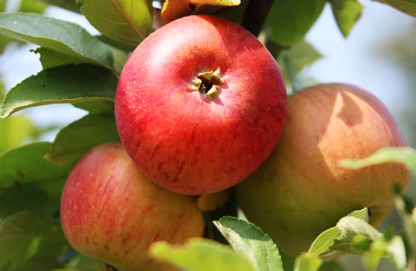 Äpple — Stockfoto