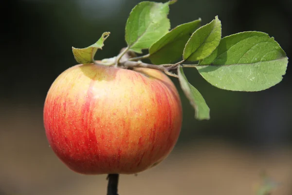 Äpple — Stockfoto