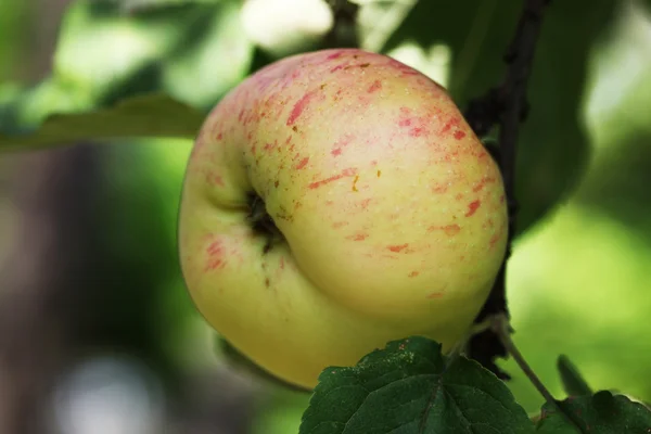 Äpple — Stockfoto